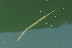 Timucu photo 1