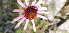 Echinacea tennesseensis