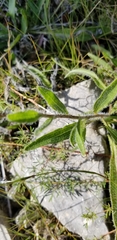 Echinacea tennesseensis
