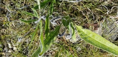 Echinacea tennesseensis