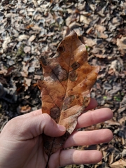 Quercus × leana