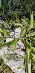 Echinacea tennesseensis