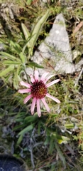Echinacea tennesseensis