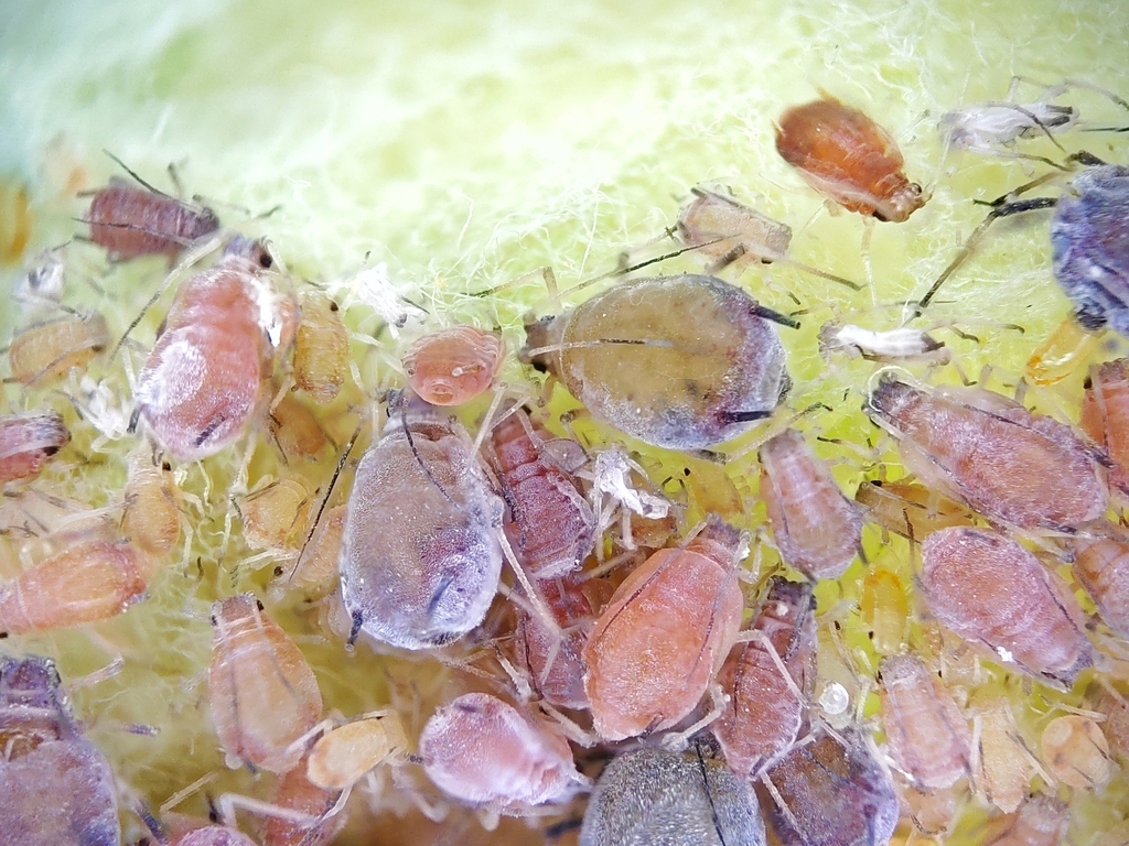 Rosy Apple Aphid