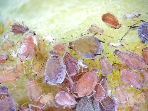 Dysaphis nuotrauka