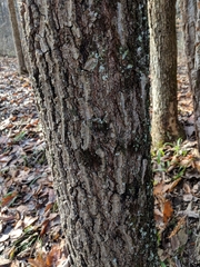 Quercus × leana