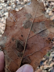Quercus × leana