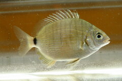 Silver Porgy photo 4