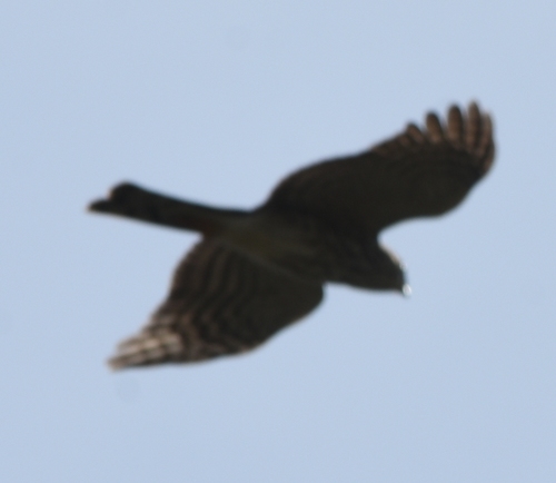 Accipiter striatus image