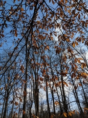 Quercus × leana