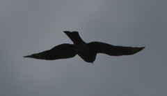 Accipiter striatus image