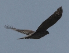 Accipiter striatus image