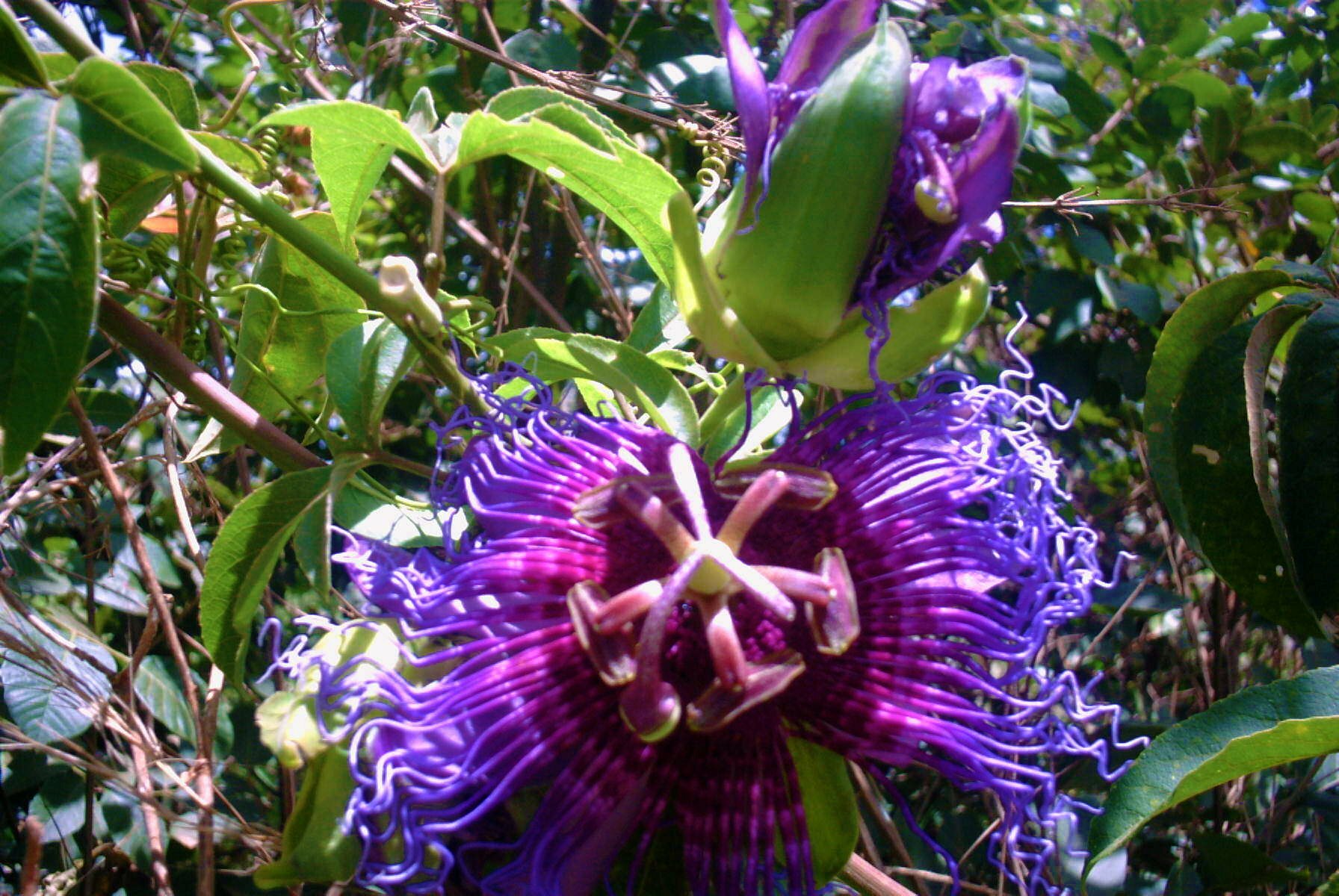 Passiflora cincinnata