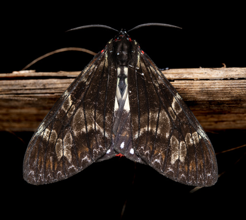 Dysschema practides