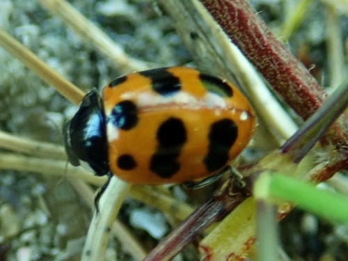 Eleven-spotted Ladybird Beetle