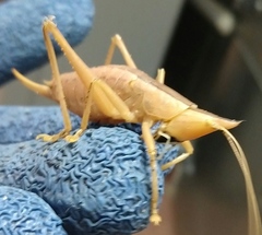 Belocephalus sabalis