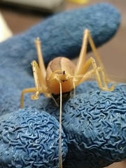 Belocephalus sabalis