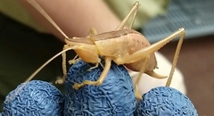 Belocephalus sabalis