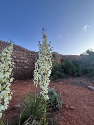 Yucca utahensis