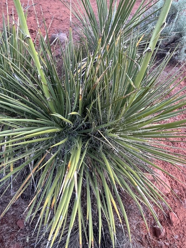 Yucca utahensis