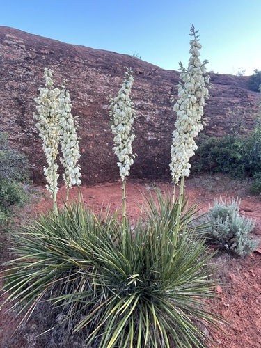 Yucca utahensis