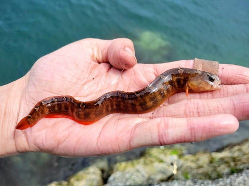 Bracketed blenny (Pholis laeta) — Pholidae — 2