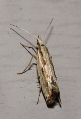 Plutella porrectella