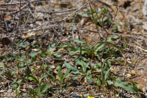 Image of Chlorogalum grandiflorum by (c) Arvel Hernandez, some rights reserved (CC BY)