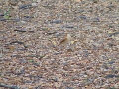 Furnarius leucopus cinnamomeus