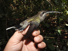 White-Bearded Hermit photo 3