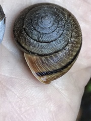 Helminthoglypta exarata