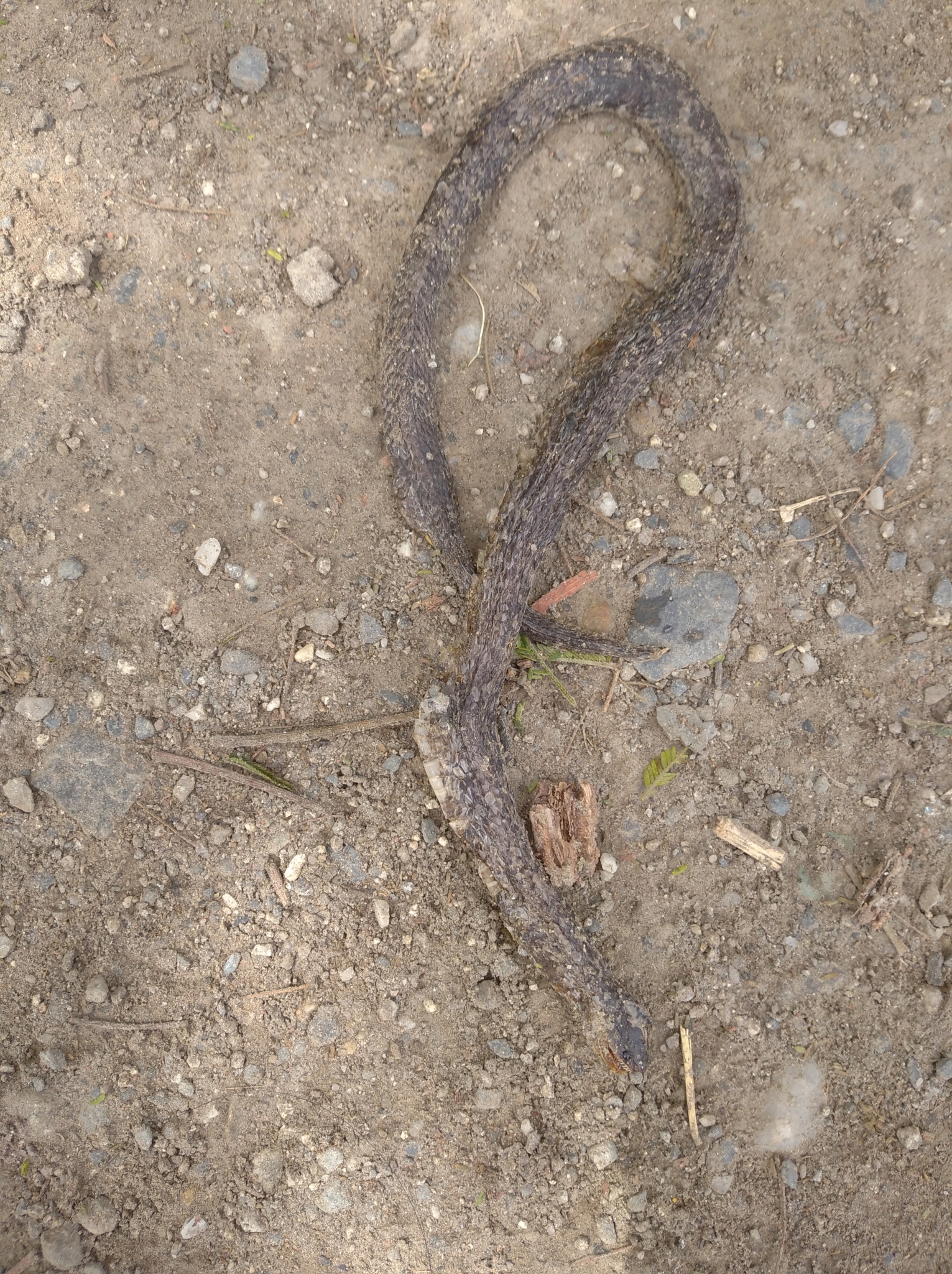 Atractus carrioni image