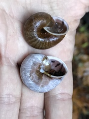 Helminthoglypta exarata