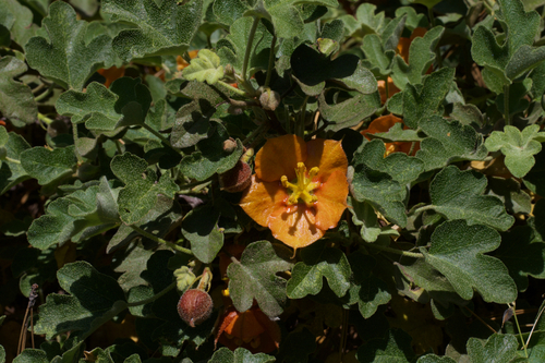 Image of Fremontodendron decumbens by (c) Arvel Hernandez, some rights reserved (CC BY)