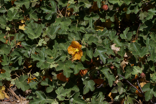 Image of Fremontodendron decumbens by (c) Arvel Hernandez, some rights reserved (CC BY)
