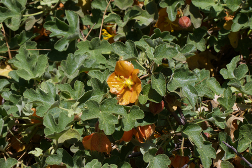 Image of Fremontodendron decumbens by (c) Arvel Hernandez, some rights reserved (CC BY)