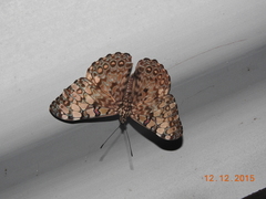 Hamadryas feronia farinulenta