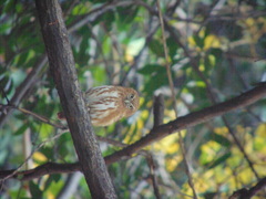 Glaucidium peruanum