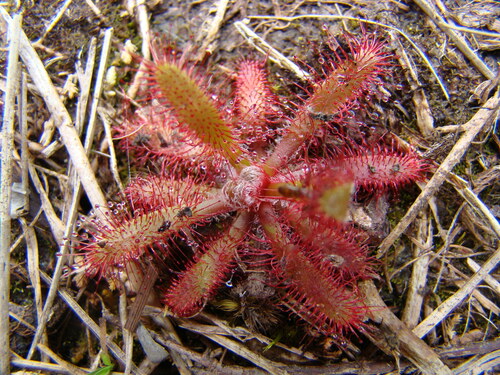Drosera latifolia (Drosera latifolia)