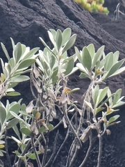 Helichrysum monizii image