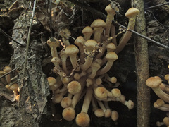 Armillaria borealis image