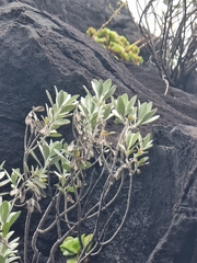 Helichrysum monizii image