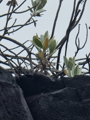 Helichrysum monizii image