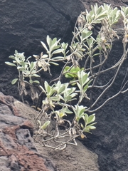 Helichrysum monizii image