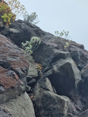 Helichrysum monizii image