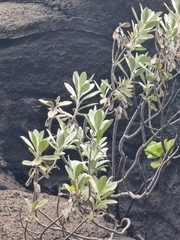 Helichrysum monizii image