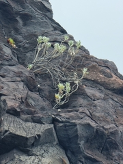 Helichrysum monizii image