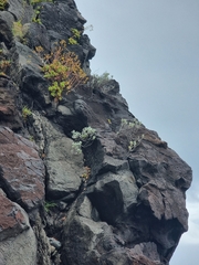 Helichrysum monizii image