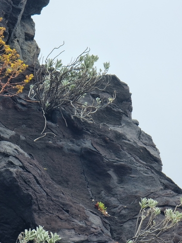 Helichrysum monizii image