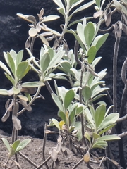 Helichrysum monizii image